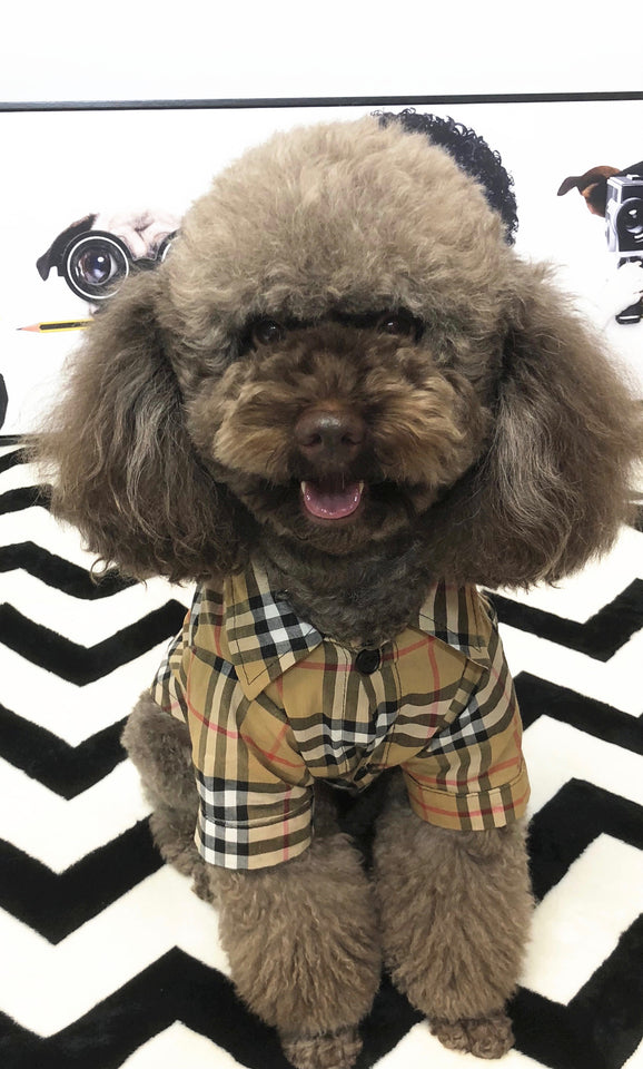 THE DOUBLE RAINBOW FURBERRY BUTTON-UP - MatchYourPup.Com